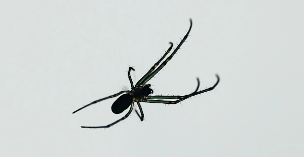 Aranha como prevenir e eliminar com produtos JIMO
