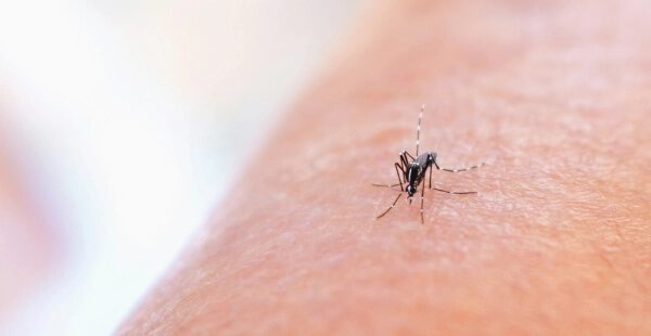 mosquitos como eliminar com produtos JIMO