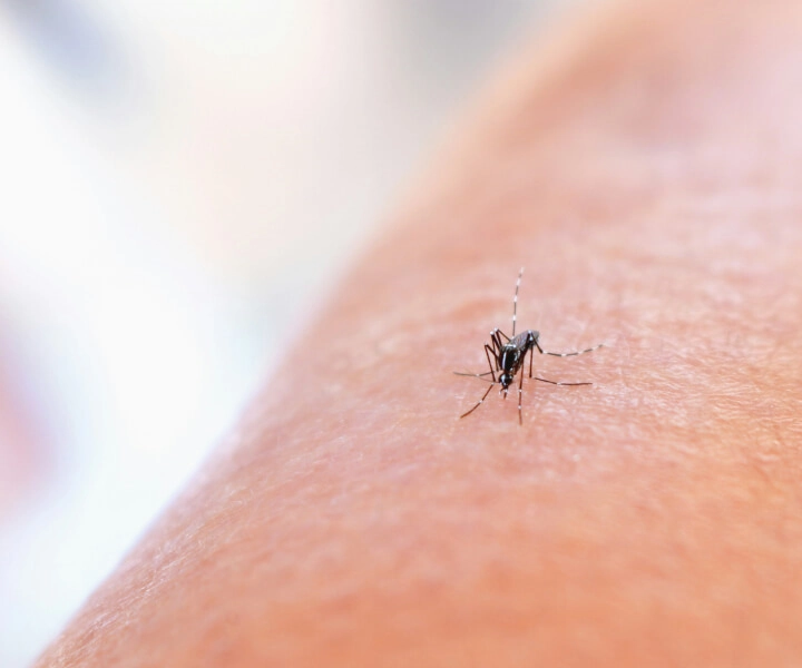 mosquitos como eliminar com produtos JIMO