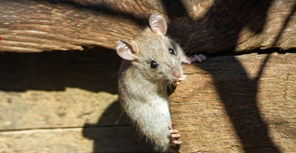 ratos como eliminar com segurança com os produtos Jimo
