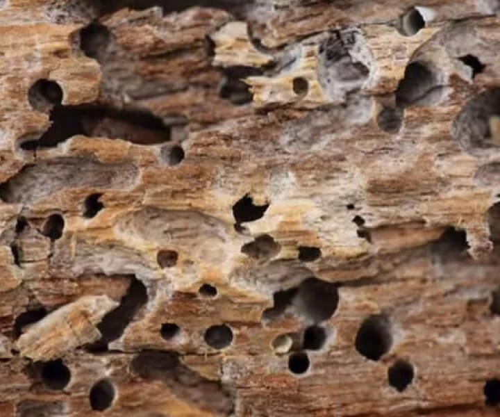 madeira com sinais de infestação por cupim