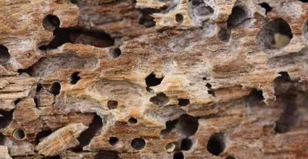 madeira com sinais de infestação por cupim