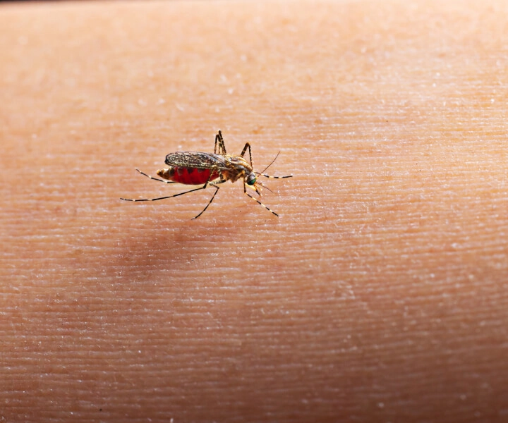 inseticida para tipos de inseto e mosquito da dengue